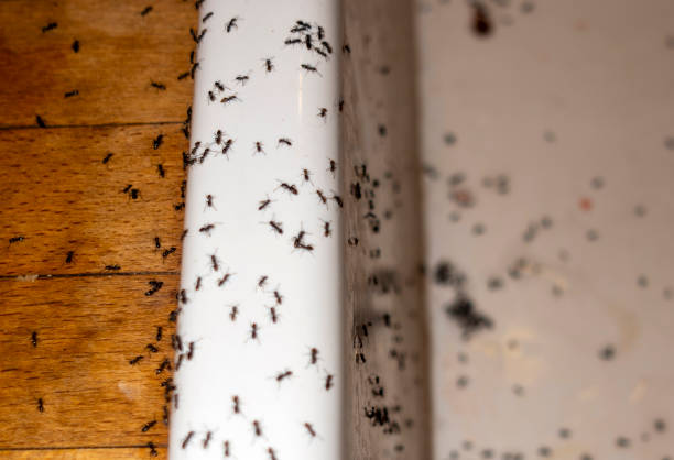 Professional Pest Control in South Rosemary, NC