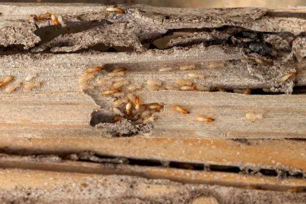 Best Insect Control  in South Rosemary, NC