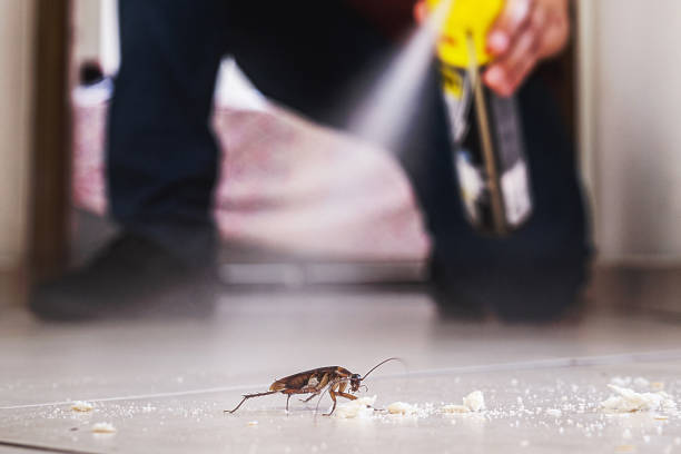 Best Flea Control Services  in South Rosemary, NC