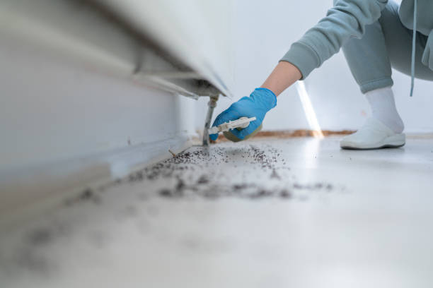 Best Ant Control Services  in South Rosemary, NC